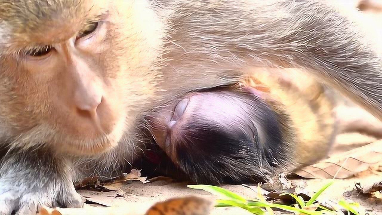 被伺候的大母猴舒服的躺下享受服务丝毫不影响吃奶的小宝宝