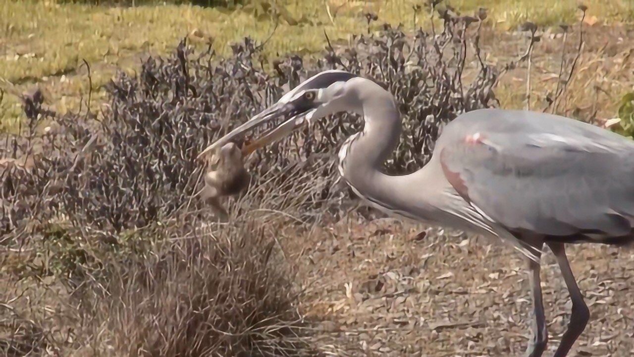 黄鼠狼狡猾苍鹭捉到黄鼠狼直接活吞再贼也没有用