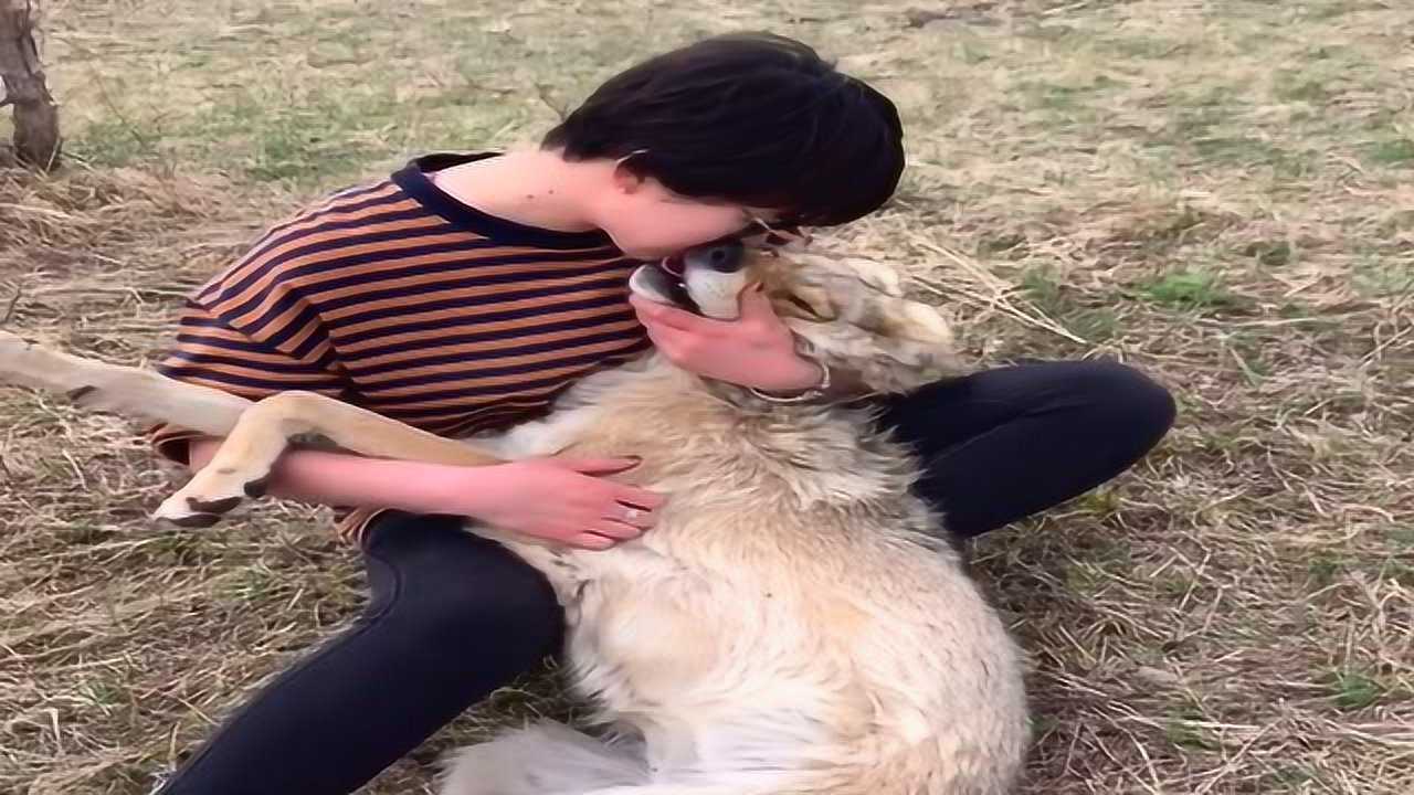 女孩抱着狼秀恩爱,狼竟趁机袭击女孩胸部,难道就是传说中色狼