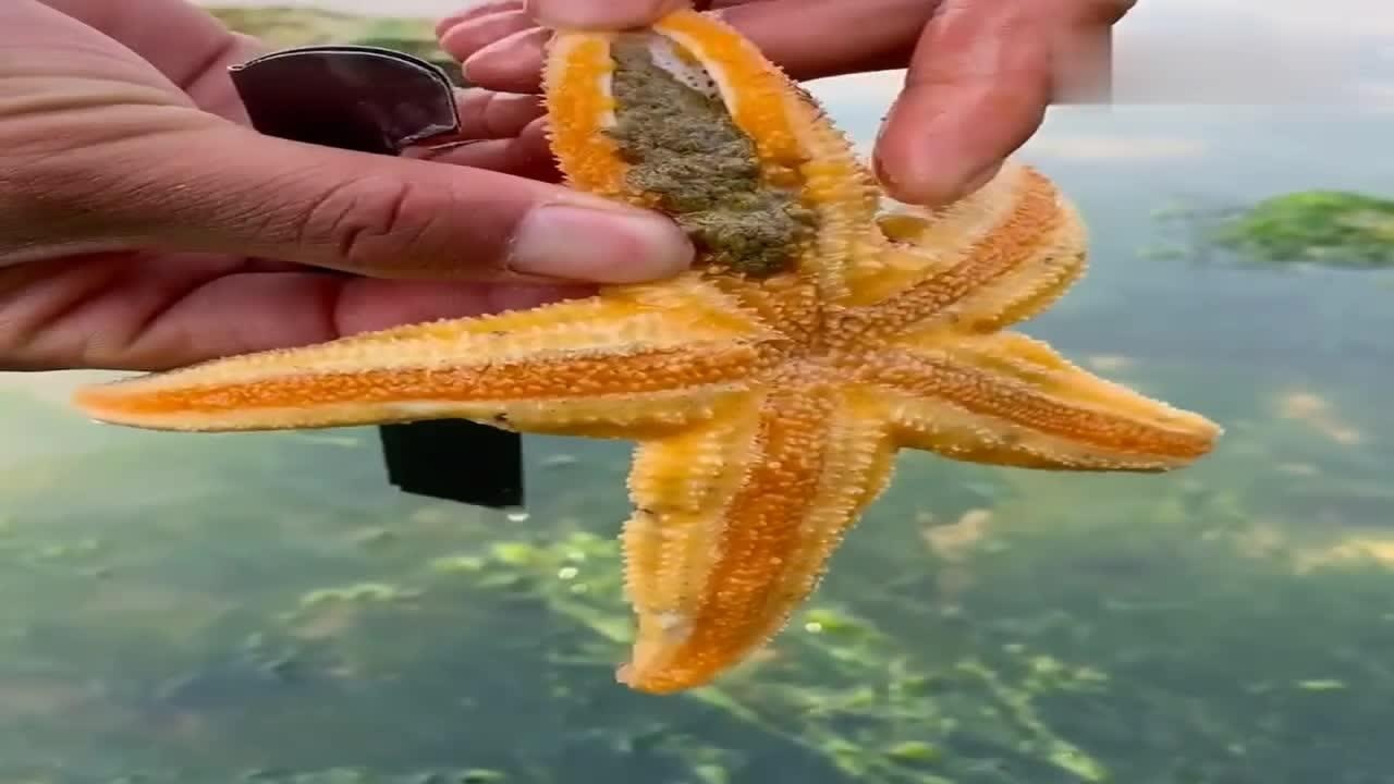 海星怎么食用赶海人来告诉你你学会了吗