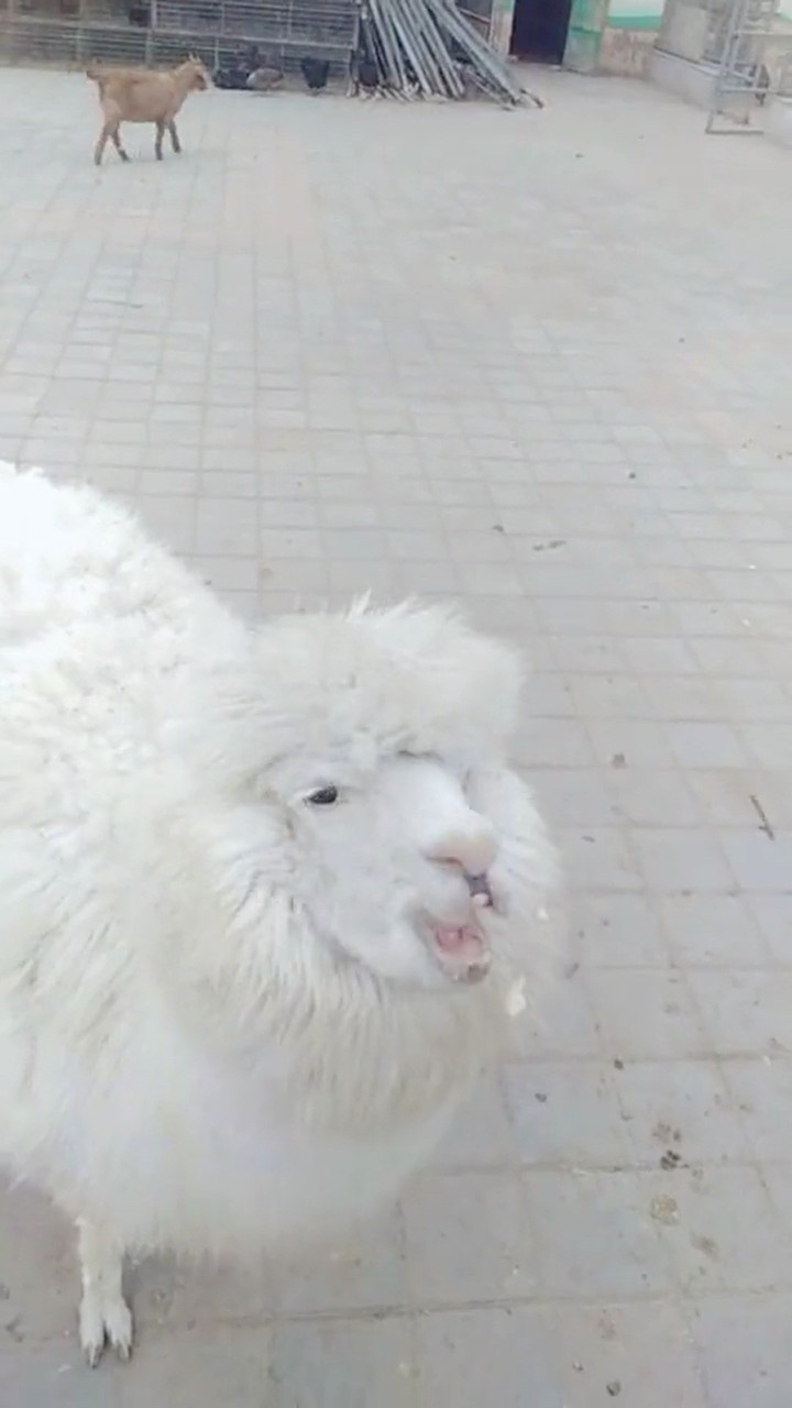 動物園裡的羊駝不能盯著看它會對你吐口水