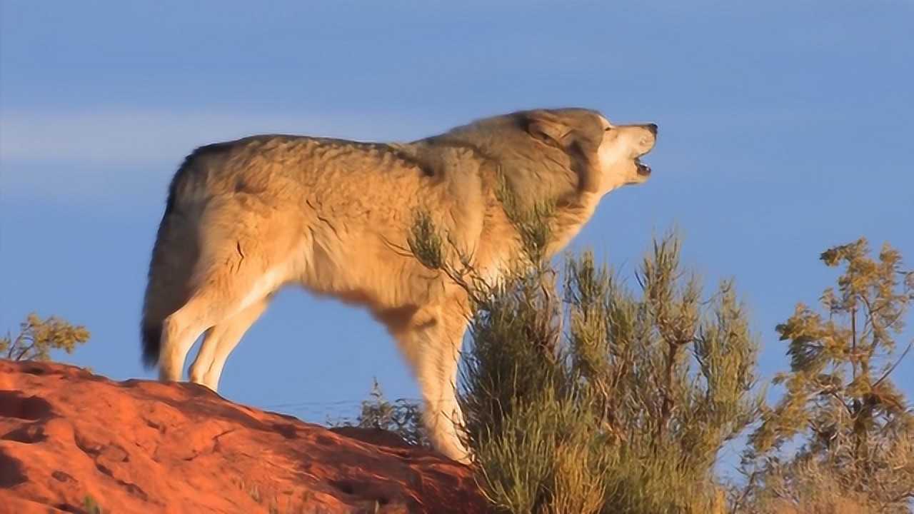 世界上最大的狼唯一一种可以与大型猫科动物硬扛的狼战斗力非凡