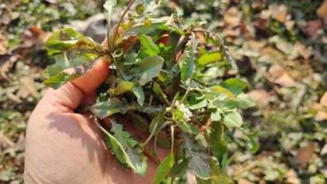 野生荠菜吃过吗?一种食药两用的野菜,农村人最爱的野菜