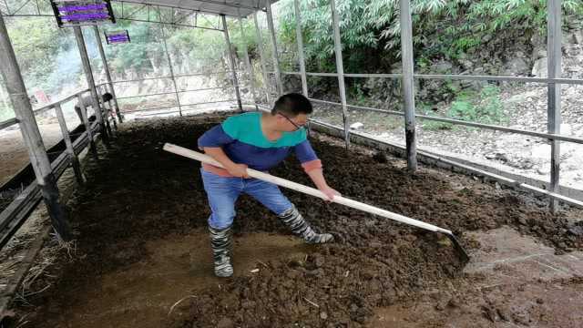 养殖户铲牛粪,从千辛万苦到得心应手,只需要一个刮粪板