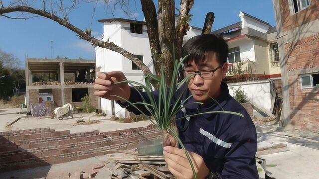 小伙大山里拔的“神仙草”可卖600元一斤,为何种在土里却活不了