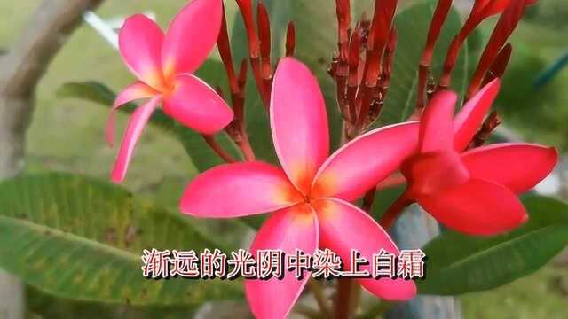 刘金兰一首《永久的牵挂》醉人醉心,感人至极,听得如痴如醉!