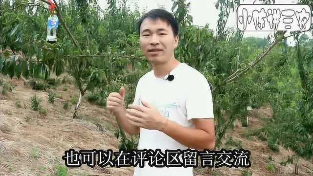 发现天牛不用怕,这种方法轻松搞定,只需要打一针