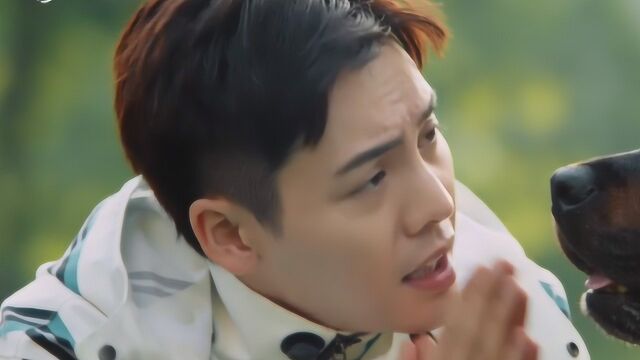 宠爱:狗狗豪七的一个小动作,被无数观众纷纷效仿,成表白暗语