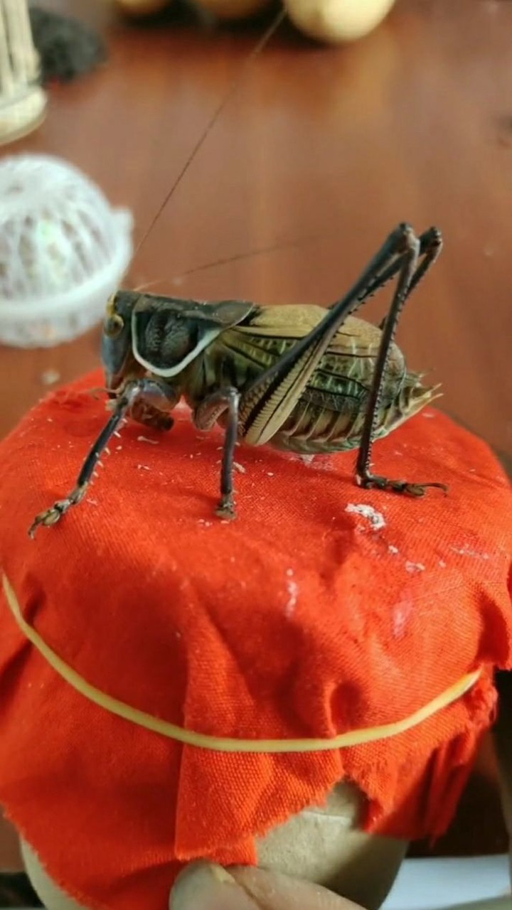 精品加狠货这个蝈蝈真是可遇不可求啊