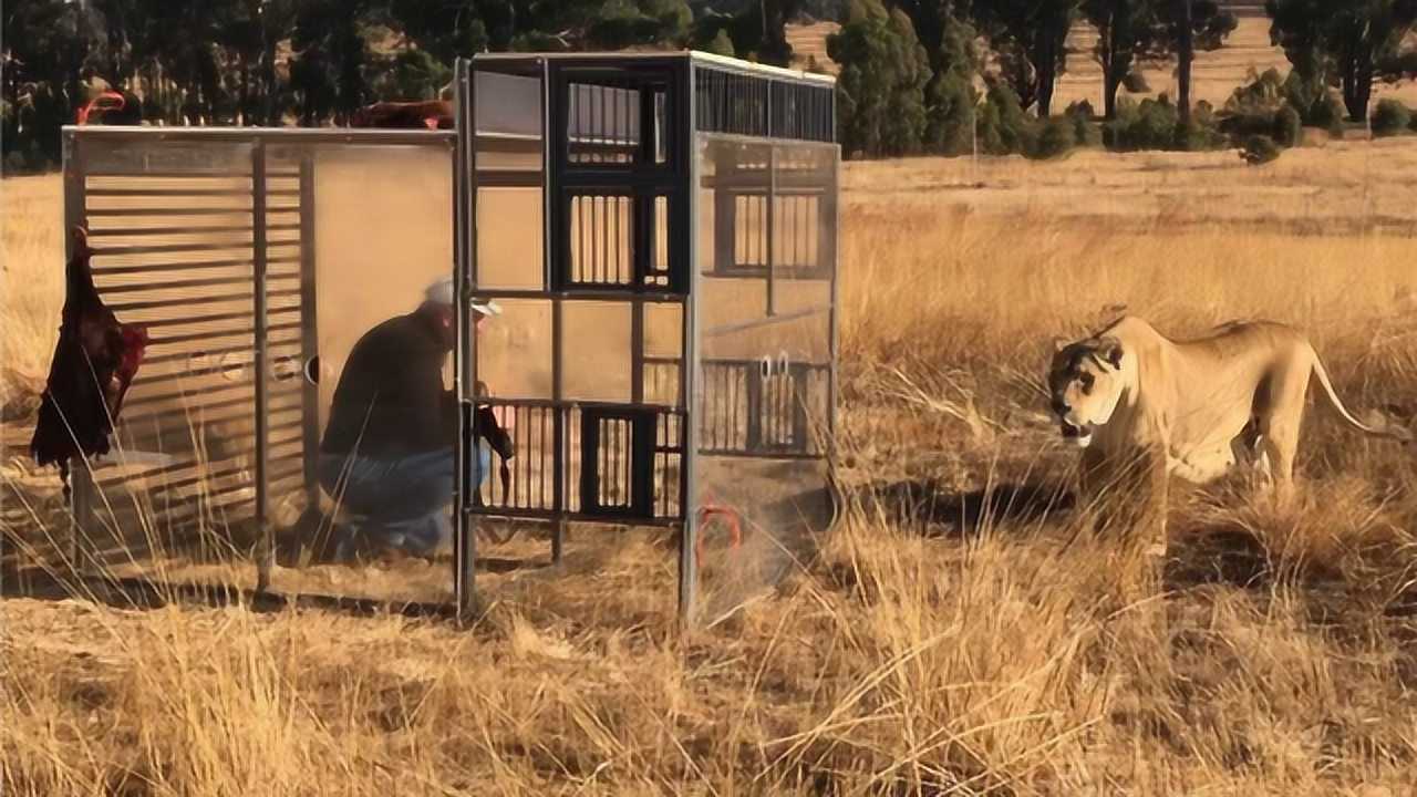 待在这样的铁笼子里安全吗小黑动都不敢动肾上腺素飙升