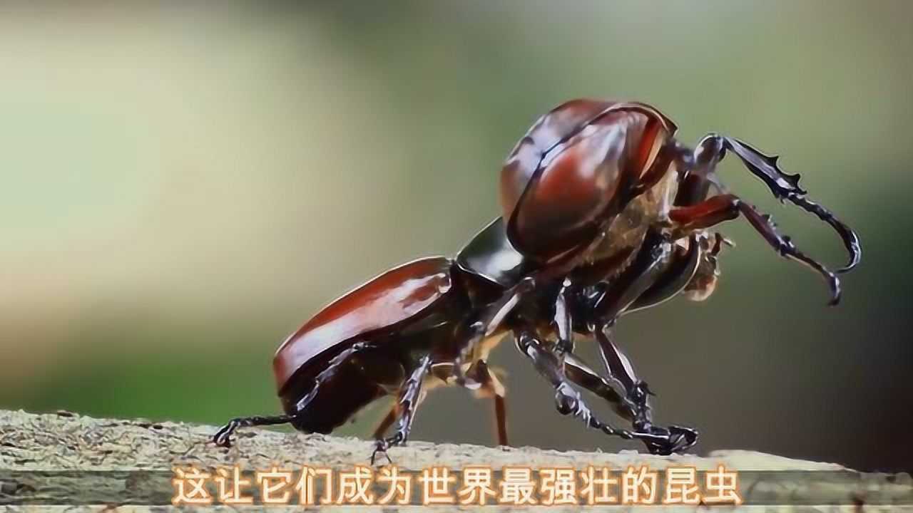 双叉犀金龟因体型与巨大的角而得名而且有很多别称如独角仙象独角仙