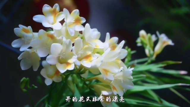 什么花最香?这种花一盆香遍一栋楼!