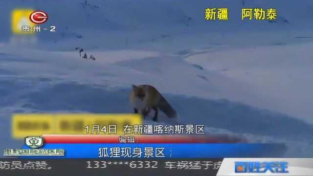 新疆出现“雪山飞狐”,小家伙不仅不怕人,还让游客近距离观赏