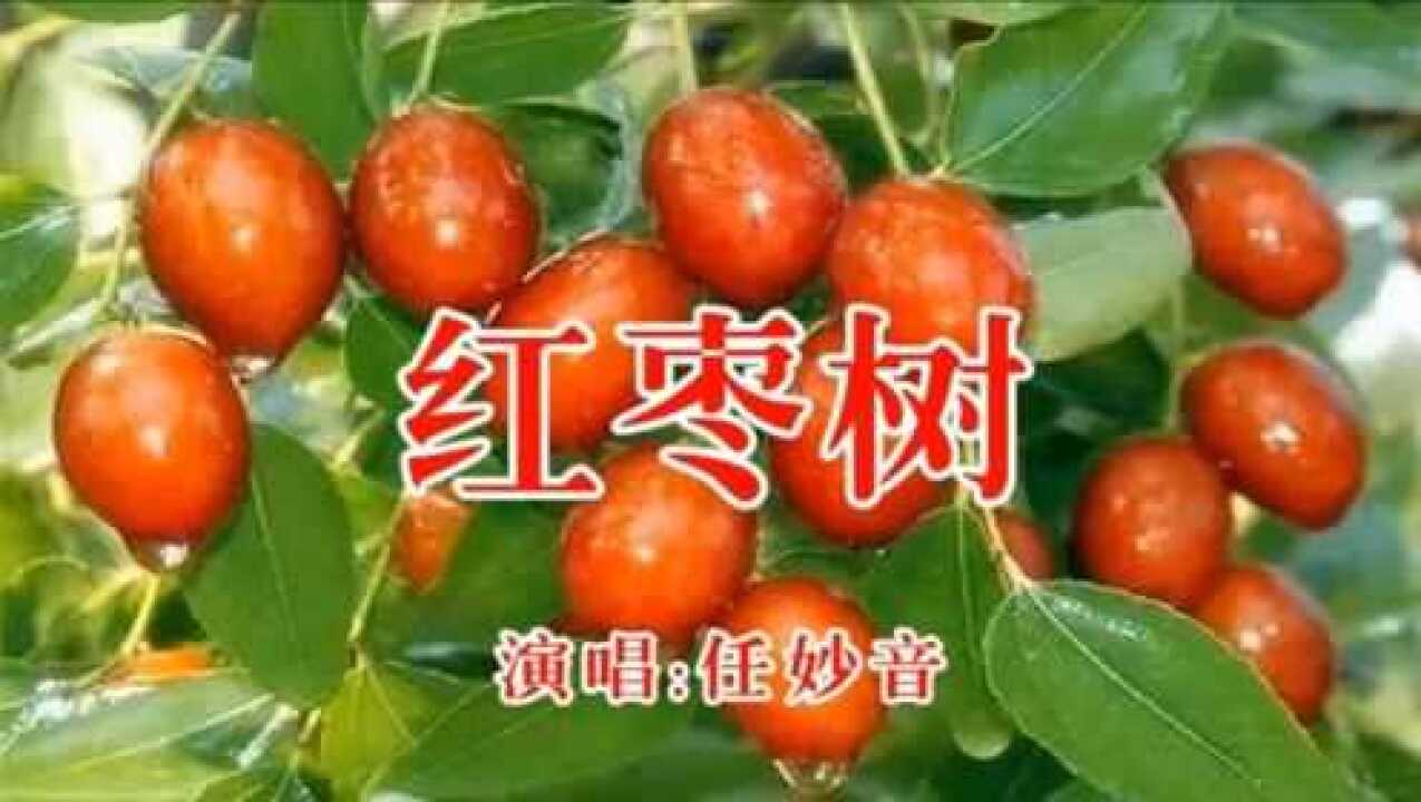 红枣树歌曲原唱图片