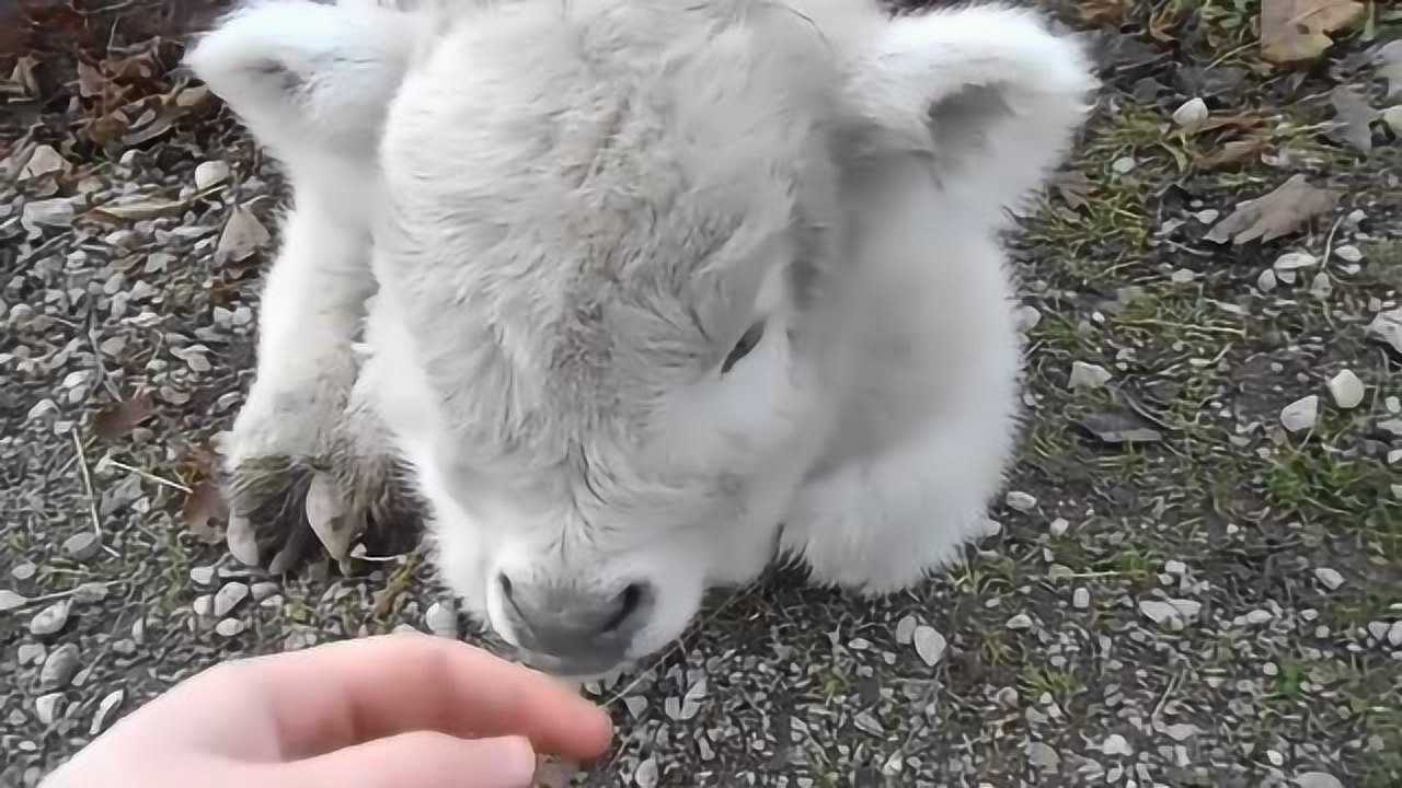 超级可爱的白毛小牛就像狗子一样老实就连拒绝的方式看起来都很乖巧