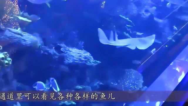 迪拜人真会搞,水下60米造酒店,把理想变为现实了?