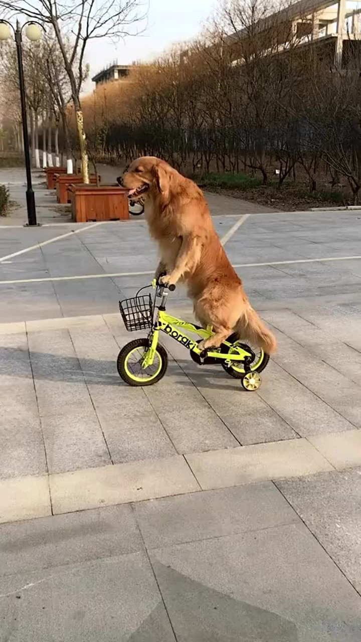 金毛轮胎骑着它心爱的小车车