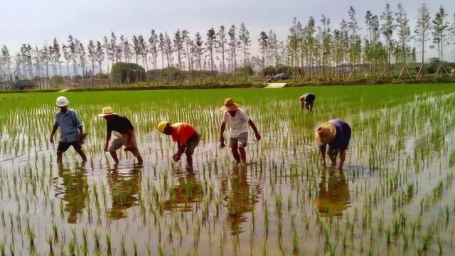 农民种植水稻,一亩补贴多少钱?标准来了!