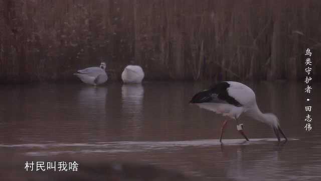 护鸟者 田志伟