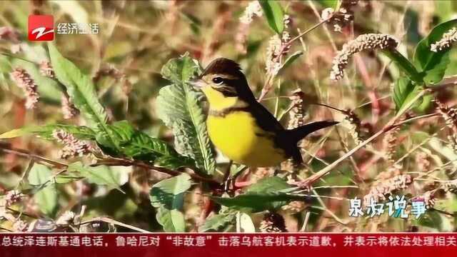 生态好! “极危”鸟类黄胸鹀野外现身