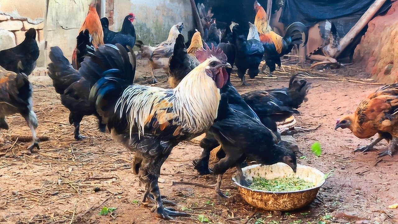 这种云南农村深山土鸡,一只要卖200多元,30只1天吃30斤谷糠玉米