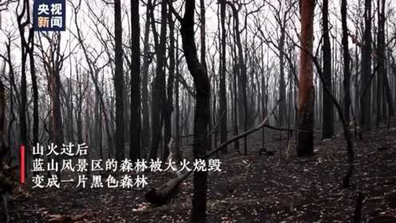 总台记者深入澳大利亚受灾现场航拍火灾后蓝山森林_高清