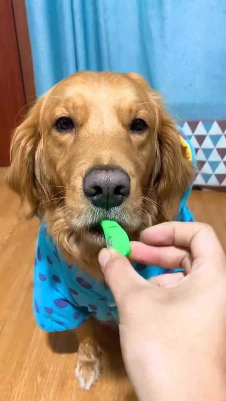 来听听狗子的口哨声!