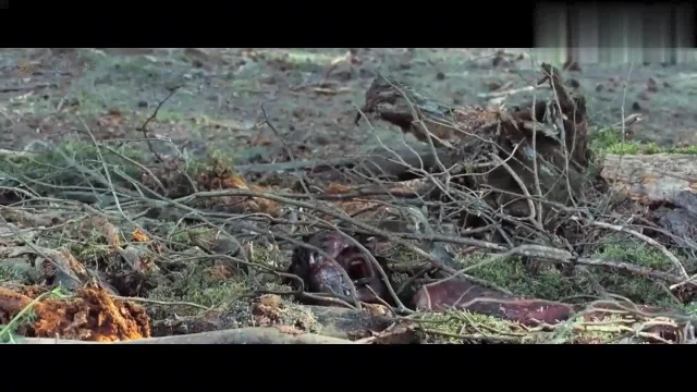 影视:几人为寻失踪女孩进入未知地下洞穴 遭遇神秘生物疯狂猎杀