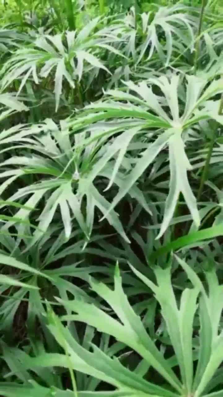 兔儿伞,一种中草药,功效不容小视,你们喜欢吗