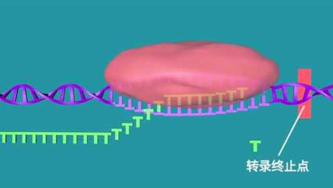RNA转录过程动画_高清1080P在线观看平台_腾讯视频
