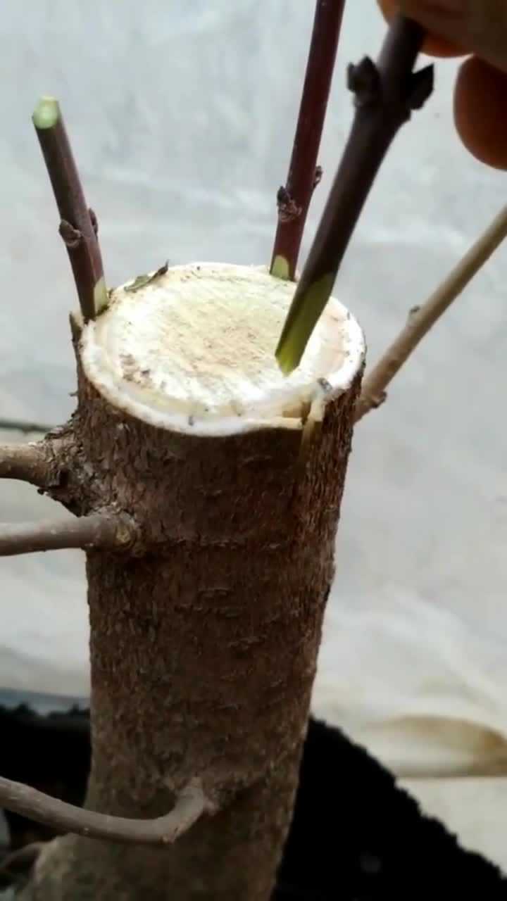 果树的嫁接,一棵树多品种,你会这样嫁接吗