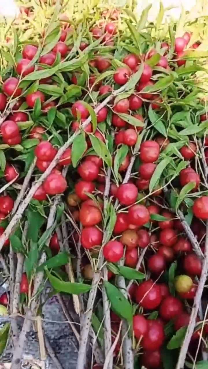 小时候满满的回忆,这种野生的果子叫欧梨,有没有吃过的