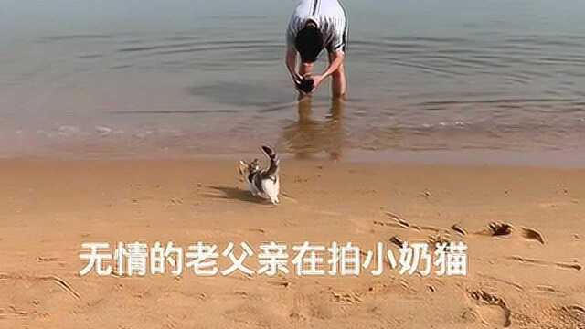 在线征集名字啦,大家帮我们给可爱的小宝贝取个名字吧猫吸猫...