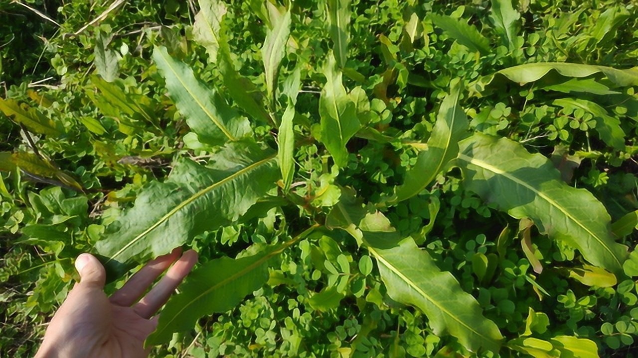 牛耳大黄是常见的植物农民当野草除掉不知全草是味好药材