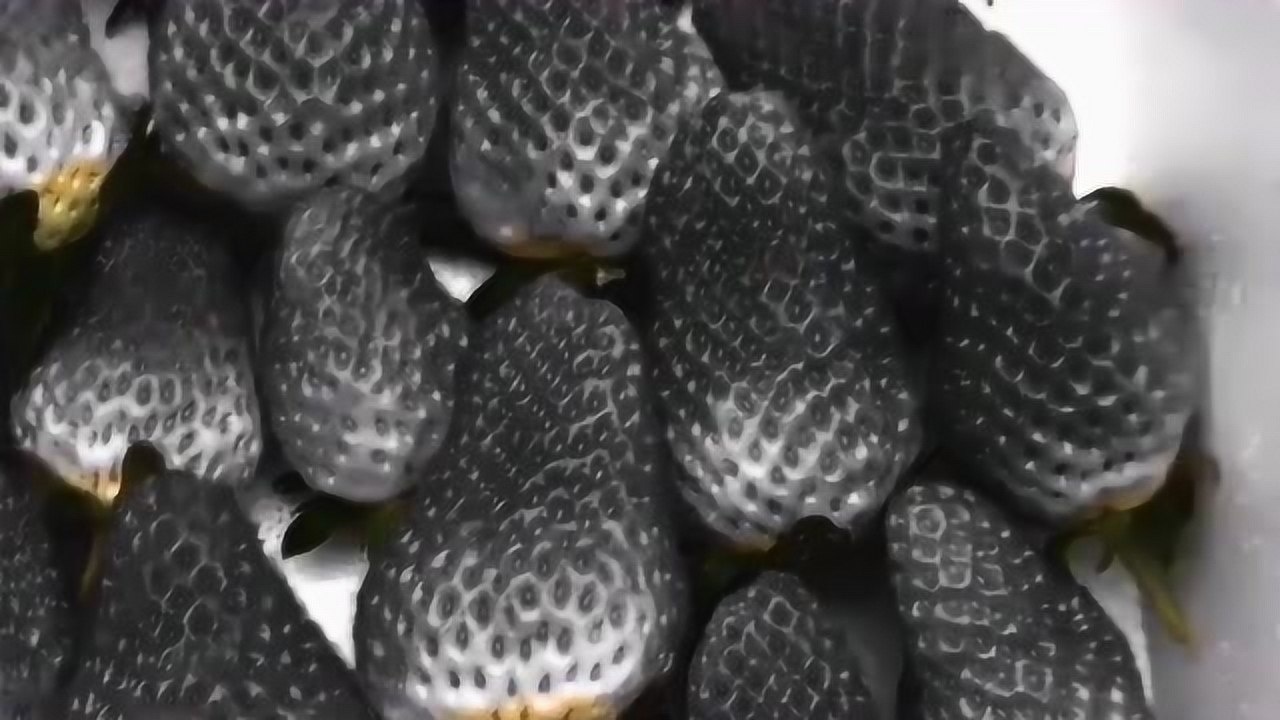 草莓这是出轨了吗,为什么外表变成了黑色,咱也不知道味道怎么样!