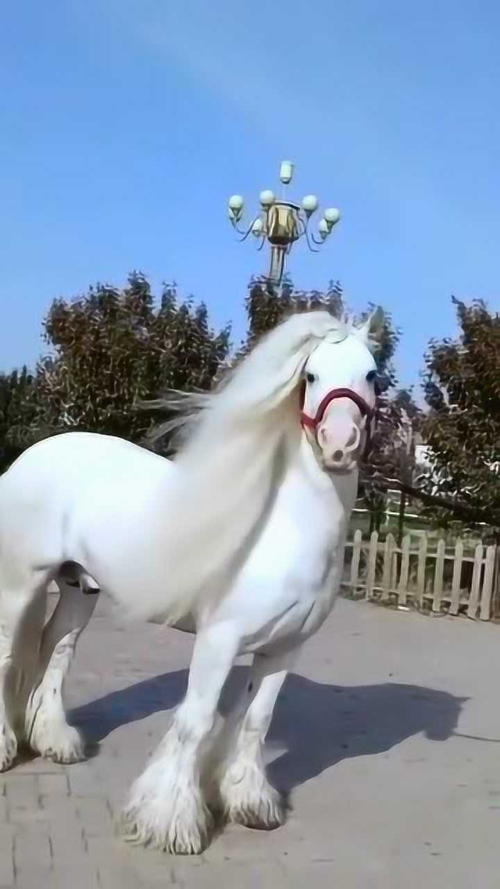 这匹马像不像白龙马看起来非常的英俊潇洒真正的神驹