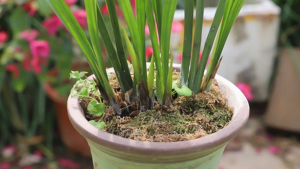 養蘭花必備多菌靈幾毛錢能挽救高價的蘭花