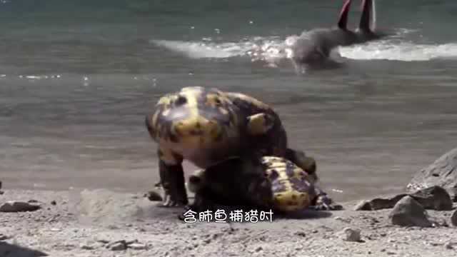 泥盆纪生物含肺鱼,就像追赶海豹的杀人鲸,有着一对有力的鱼鳍!