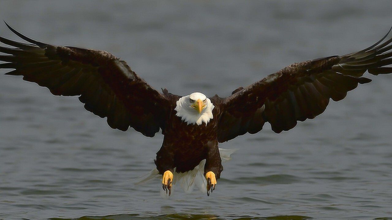 美国的国鸟白头海雕声音确实别的鸟叫声配音这也太尴尬了