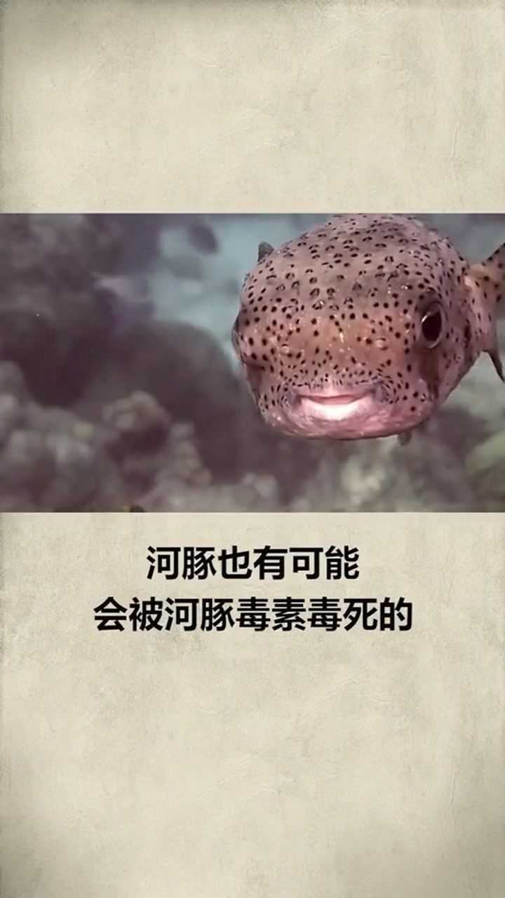河豚竟然能把自己毒死