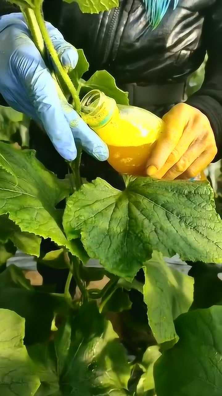 黄瓜人工授粉,你敢吃吗?