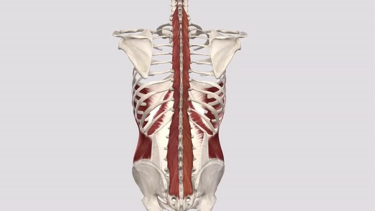 多裂肌—功能解剖视频