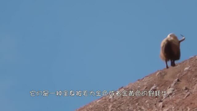 珍稀物种金丝野牦牛,如今世界上不足300头,堪称“黄金神兽”