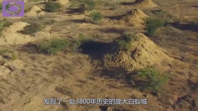 巴西发现庞大白蚁城,有3800年历史面积相当于英国,蚁后究竟啥样