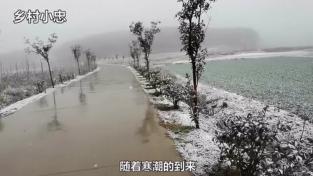 农村俗语:“正月打雷土谷堆,二月打雷坟谷堆”,说的什么意思