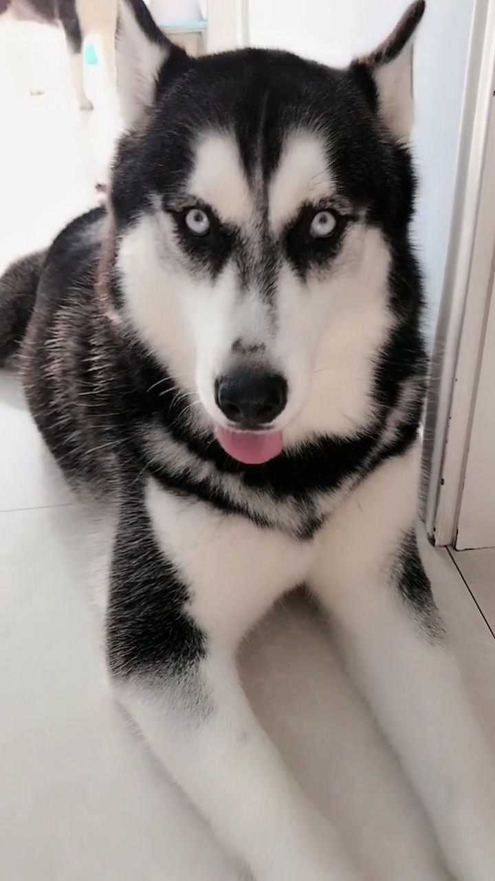 傻狗二哈的日常生活