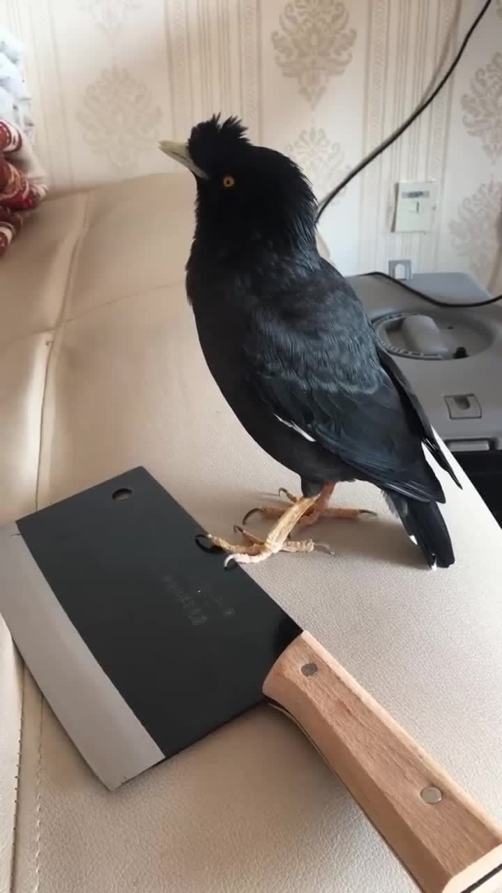 这只八哥鸟火了这小嘴巴说话太溜了真是可爱极了