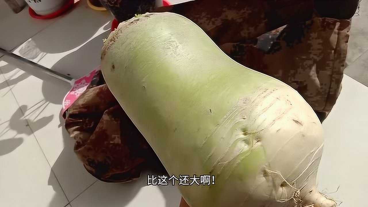 农村隔壁邻居家的菜地出现巨无霸萝卜你见过这么大的萝卜吗