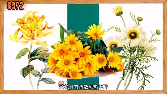 第9集 | 识中华本草之《菊花》