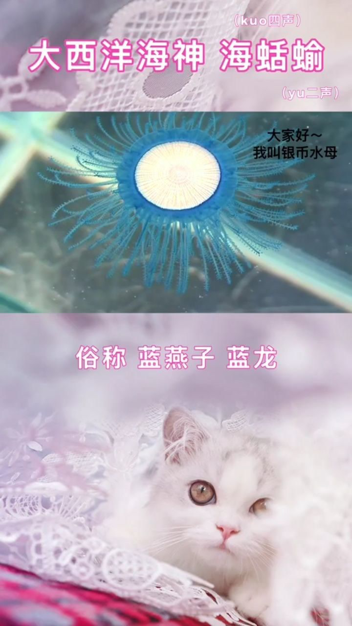 大西洋海神海蛞蝓俗称蓝燕子蓝龙